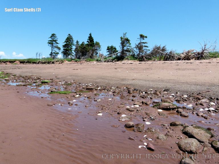 Surf Clam shells scattered on the tide line of the beach