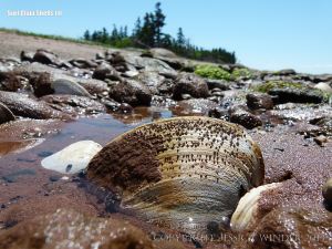 Empty Surf Clam shell on the beach