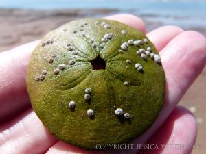 Sand Dollar shell - a flat sea urchin