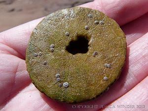 Sand Dollar shell - a flat sea urchin
