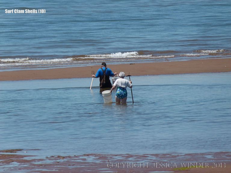 Clam diggers wading out to look for Surf Clams