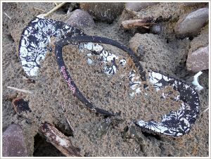 Black and white flip-flop sandal washed up on sand