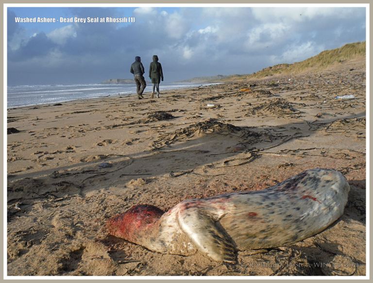 Young dead Grey Seal washed up on sandy beach with people walking by