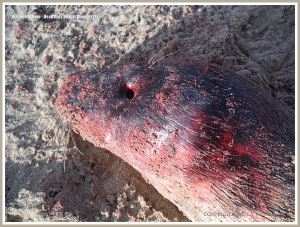 Close-up of the bloodied head of a young Grey Seal washed onto the beach by winter storms