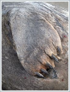 Detail of the fore limb of an adult dead Grey Seal