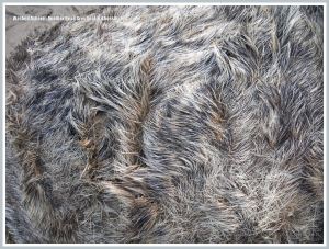 Close-up of matted fur on an adult dead Grey Seal