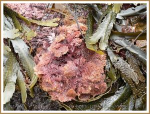 Common British seaweeds