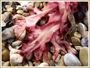 Common British seaweed