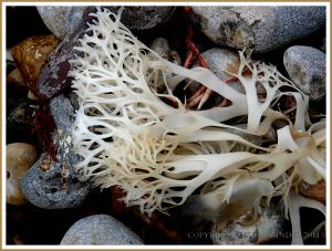 Common British seaweed