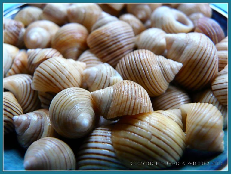 Black-lined Periwinkle Seashells