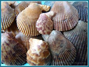 Variegated Scallop seashells