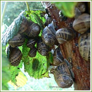 Cluster of Common Garden Snails (Helix aspersa Muller) on the trunk of a sapling
