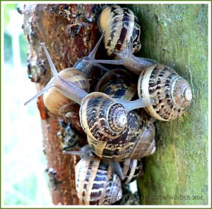 Cluster of Common Garden Snails (Helix aspersa Muller) on the trunk of a sapling