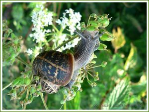 Common Garden Snail (Helix aspersa) foraging for food