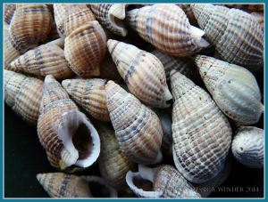 Netted Dog Whelk seashells