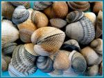 Common Cockle seashells