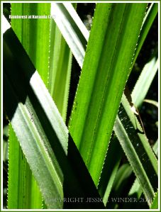 Shrub Pandanus leaves in the Queensland tropical rainforest