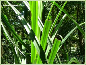 Pandanus leaves in the Daintree tropical rainforest