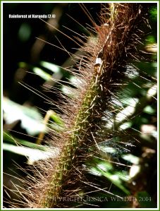 Spine-covered stem of Calamus australis 'Hairy Mary'