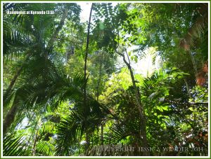 Rainforest canopy in the Daintree near Kuranda