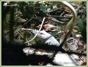 Lace Monitor Lizard in the Daintree undergrowth near Kuranda