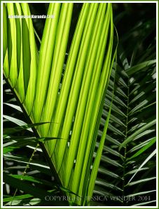 Back-lit translucent rainforest leaves