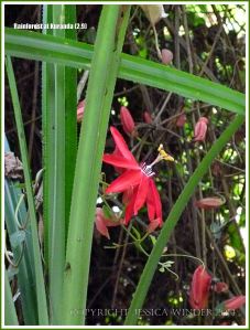 Red flower in the tropical rainforest