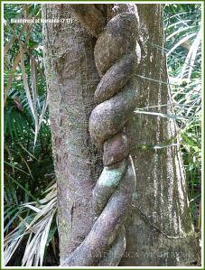 Twisted vines around a tree in the Daintree tropical rainforest