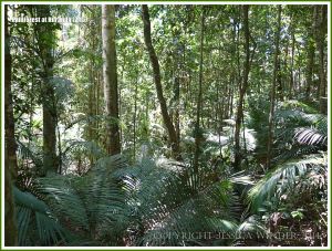View through the rainforest trees
