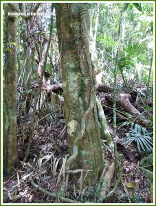 Twisted vines around a tree in the Daintree tropical rainforest