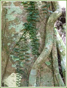 Twisted vines around a tree in the Daintree tropical rainforest