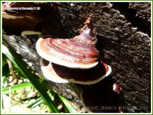Bracket or woody shelf fungi on decaying wood in the forest near Kuranda