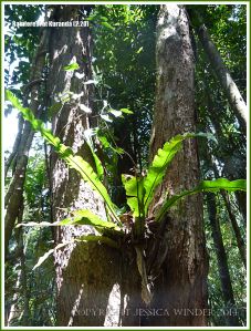 Epiphytic Asplenium Fern high in a tree of the Daintree near Kuranda
