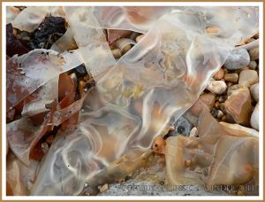 Common British kelp seaweed