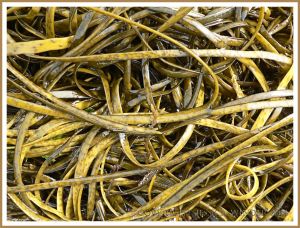 Common British seaweed