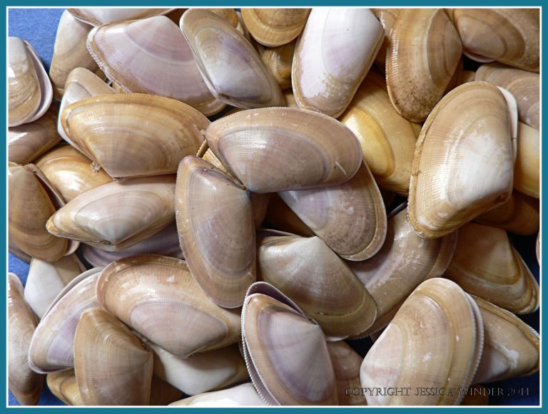 Banded Wedge seashells