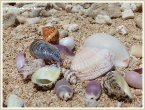 Seashells on Normanby Island
