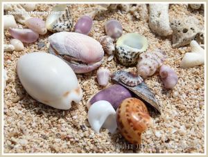Seashells on Normanby Island