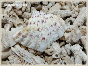 Seashells on Normanby Island