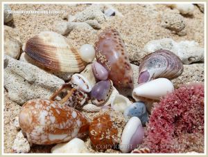Seashells on Normanby Island