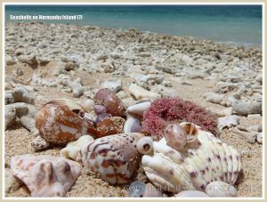 Seashells on Normanby Island
