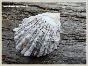 Seashells on Normanby Island