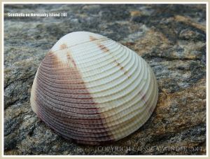 Seashells on Normanby Island