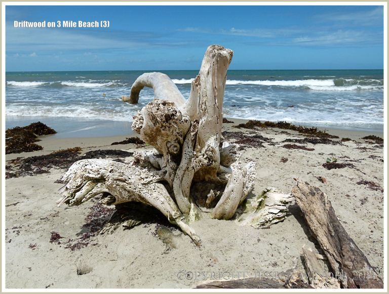 Bleached white driftwood washed ashore at Three Mile Beach in Port Douglas, Queensland, Australia.