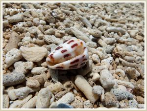 Seashells on Normanby Island