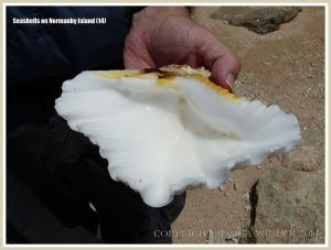 Seashells on Normanby Island