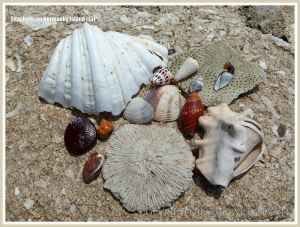 Seashells on Normanby Island