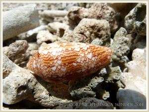 Seashells on Normanby Island