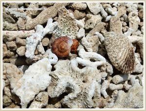 Seashells on Normanby Island