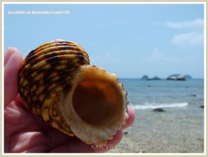 Seashells on Normanby Island